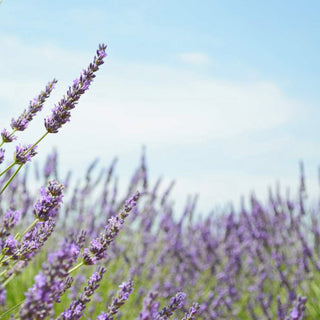 TOKYO KODO First Collection - LAVENDER ELYSIUM