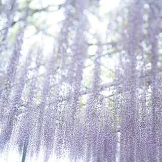TOKYO KODO First Collection - WISTERIA DU JAPON