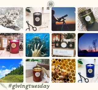 #givingtuesday-Begonia & Bench