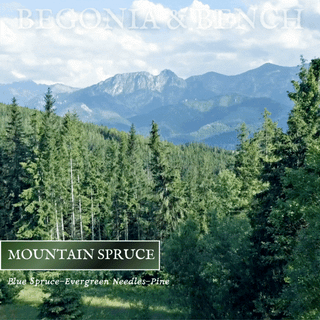 A serene forest landscape unfolds with an array of mixed evergreens, highlighting the majestic blue spruce beneath a clear, cloud-scattered sky. In the distance, a snow-capped mountain range stands proudly. Overlaid text: “Begonia & Bench®” at the top and “Mountain Spruce™ - Blue Spruce - Evergreen Needles - 16oz Twin Wick” at the bottom.