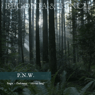 deep wooded forest of the pacific northwest in a deep shade of green with light peaking through