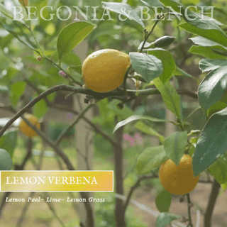 Lemon Verbena - 9oz. Amber Jar Candle - By Begonia & Bench®