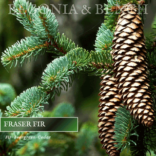 Fraser™ - 9oz. Amber Jar Candle - By Begonia & Bench®
