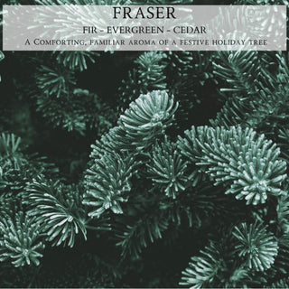Close-up image of Fraser fir evergreen needles with a text overlay at the top. The text reads, "FRASER™ - EVERGREEN - CEDAR, A comforting, familiar aroma of a festive holiday tree." The needles are dark green and densely packed, creating a lush and festive appearance perfect for the Fraser™ - 9oz. Amber Jar Candle by Begonia & Bench®.