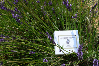 TOKYO KODO First Collection - LAVENDER ELYSIUM