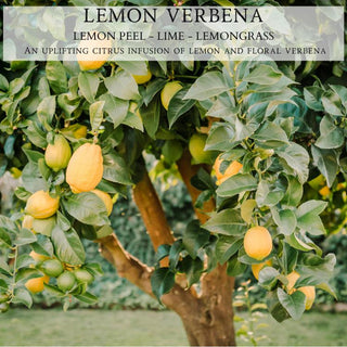 Lemon Verbena - By Begonia & Bench®
