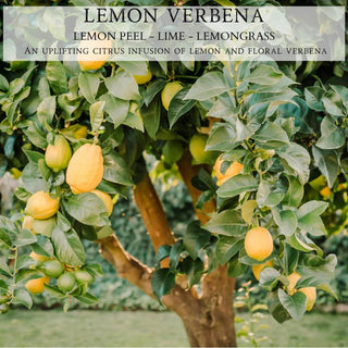 Lemon Verbena - Natural Soy Candle - By Begonia & Bench®