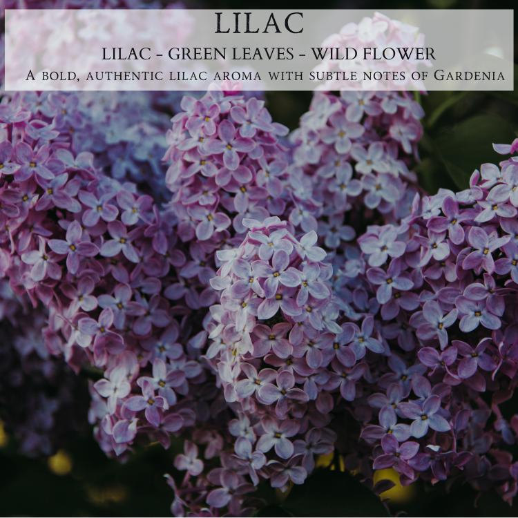 Close-up image of lush lilac flowers in full bloom, featuring clusters of tiny, delicate, light purple petals. The background showcases green leaves. At the top, there's a label that reads, "LILAC - Lilac - Green Leaves - Wild Flower." A bold, authentic lilac aroma with subtle notes of gardenia blends seamlessly into this 12oz Finely Crafted Scented Candle by Begonia & Bench®.
